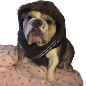 chewbacca dog costume petco
